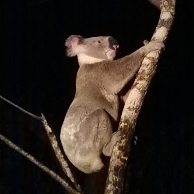Unique Australian native wildlife