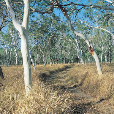 Australian bush tracks